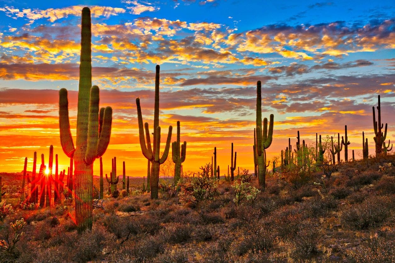 A desert sunset with cactus and bushes.