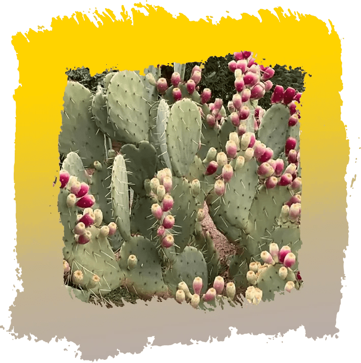 A cactus with pink flowers growing on it.