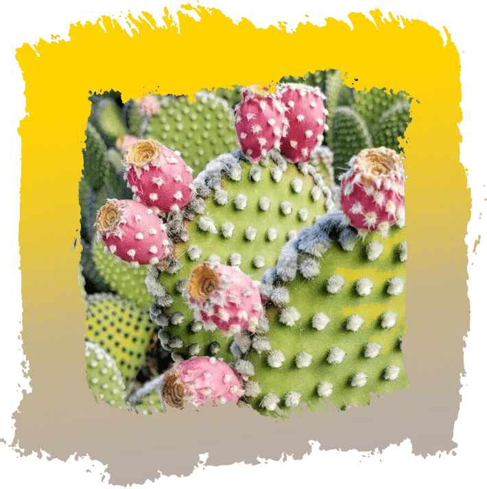 A cactus with pink flowers growing on it.